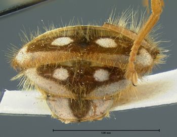 Media type: image;   Entomology 35327 Aspect: body parts